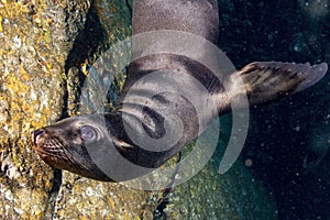 California sea lion seal coming to play enjoying the rays of the sun in Baja California cortez sea galapagos