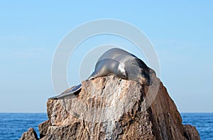 California Sea Lion shining in the morning sun on the Pinnacle rock of Lands End at Cabo San Lucas Baja Mexico