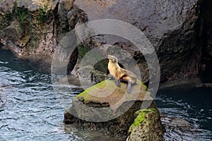 California Sea Lion sitting on rocks La Jolla Beach