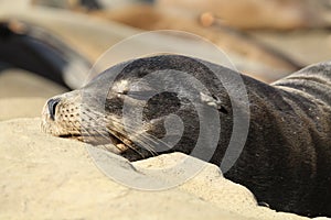 California sea lion sleeping on a rock