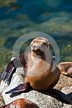 California sea lion in sun