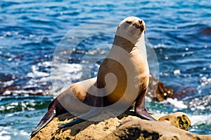 California Sea Lion Sunning on Rock in La Jolla, California