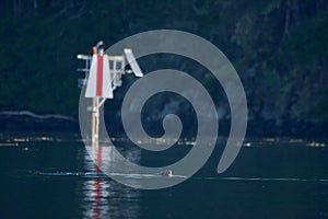 California sea lion surfaces to take a breath near a navigational marker, Sooke Harbour photo