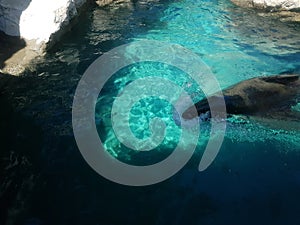 California sea lion swimming