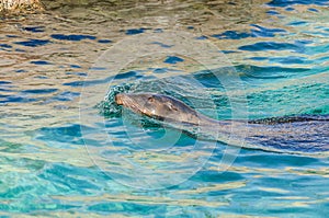 A California Sea Lion Swimming in a Pool and Enjoyng the Moment with Eyes Closed