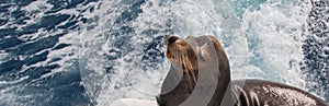 California Sea Lion waiting for a fish handout on the back of charter fishing boat in Cabo San Lucas Baja Mexico