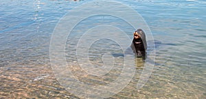 California Sea Lion waiting for `handout` in the marina in Cabo San Lucas Baja Mexico