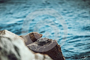 California sea lion (Zalophus californianus) basking under the sun on a rock near the water