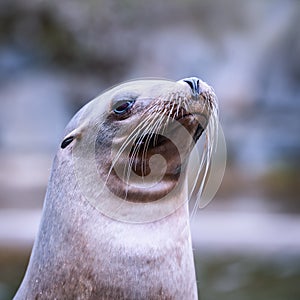 California Sea Lion Zalophus californianus