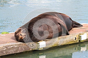 California Sea Lion (Zalophus californianus)