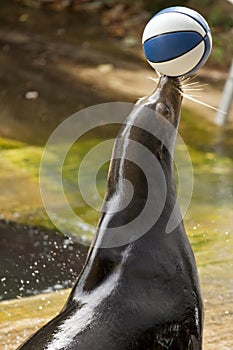 California Sea Lion (Zalophus californianus) Balancing a Ball photo