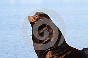 California Sea Lion (Zalophus californianus) photo