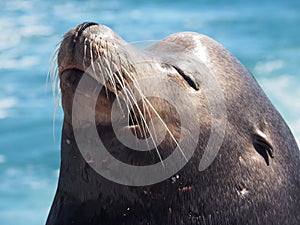 California sea lion Zalophus californianus basking in sunshine, closeup