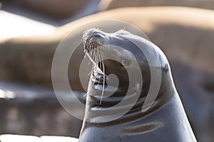 California Sea Lion Zalophus californianus Headshot.