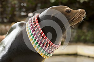 California Sea Lion (Zalophus californianus) photo