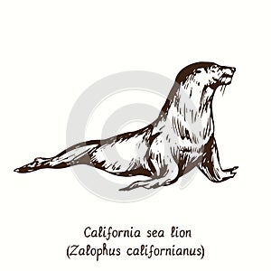 California sea lion Zalophus californianus side view. Ink doodle drawing