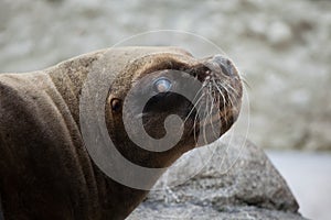 California sea lion Zalophus californianus. photo