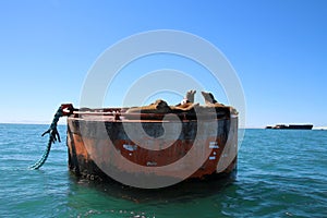 California sea lions basking in the sun on a buoy photo