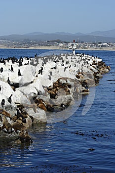 California Sea Lions and Cormorants photo