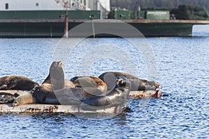 California Sea Lions at Fanny Bay, eastern Vancouver Island, Bri