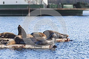 California Sea Lions at Fanny Bay, eastern Vancouver Island, Bri