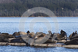 California Sea Lions at Fanny Bay, eastern Vancouver Island, Bri