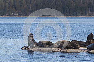 California Sea Lions at Fanny Bay, eastern Vancouver Island, Bri