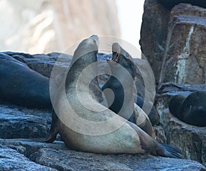 California Sea Lions fighting at the sea lion colony rock at Lands End in Cabo San Lucas Baja Mexico