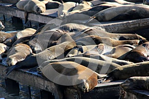 California Sea Lions Haul out on docks of Pier 39`s, San Francisco