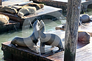 California Sea Lions Haul out on docks of Pier 39`s, San Francisco