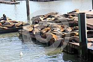 California Sea Lions Haul out on docks of Pier 39`s, San Francisco photo