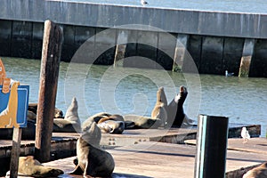California Sea Lions Haul out on docks of Pier 39`s, San Francisco photo