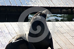 California Sea Lions Haul out on docks of Pier 39`s, San Francisco photo