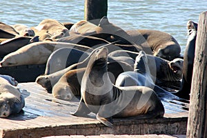 California Sea Lions Haul out on docks of Pier 39`s, San Francisco photo