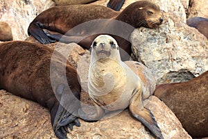 California Sea Lions at Monterey Bay