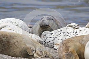 Il mare leoni un settentrionale un elefante foche Sono da vedere sul Pacifico Costa 