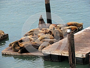 California sea lions on Pier 39