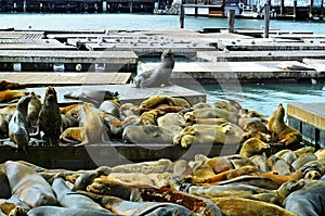 California sea lions on Pier 39 in San Francisco