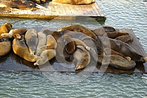 California Sea Lions on Pier 39, San Francisco Bay, California, USA