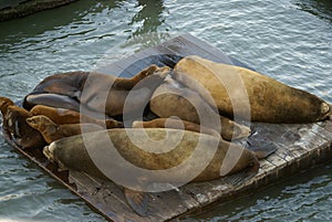 California Sea Lions on Pier 39, San Francisco Bay, California, USA