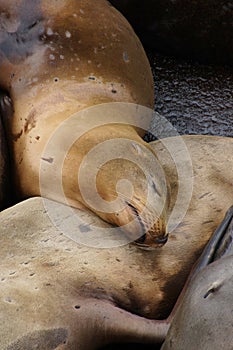 California sea lions sleep in huddled piles