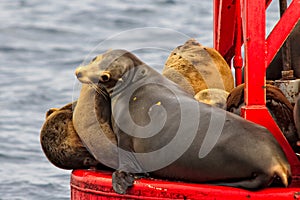 California Sea Lions sunning on a buoy