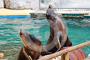 California sea lions photo