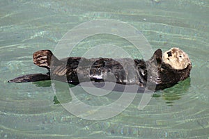 The California Sea Otter photo