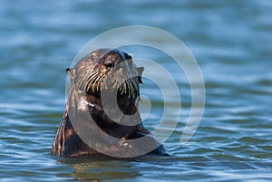 California Sea Otter 2