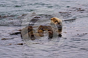 California Sea Otter Enhydra lutris nereis