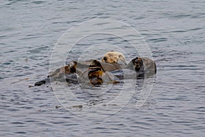 California Sea Otter Enhydra lutris nereis