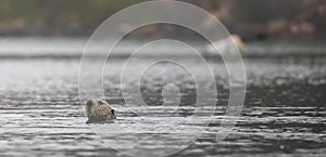 California Sea Otter [enhydra lutris] swimming in Morro Bay harbor on the central coast of California USA