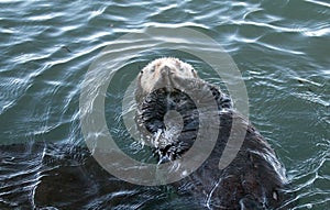 California Sea Otter floating in Morro Bay on the Central California Coast