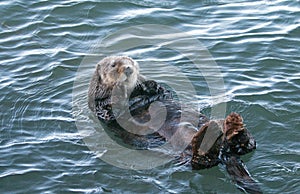 California Sea Otter floating in Morro Bay on the Central California Coast